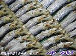 業務用ウルメイワシ　１2尾×8串